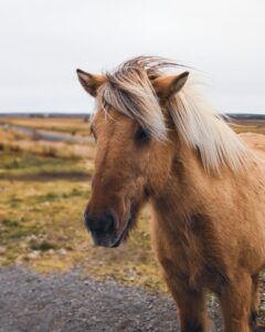 Free stock photo of animals, beautiful horses, furry