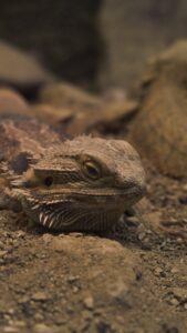 A detailed close-up shot of a bearded dragon camouflaged on rocky terrain.